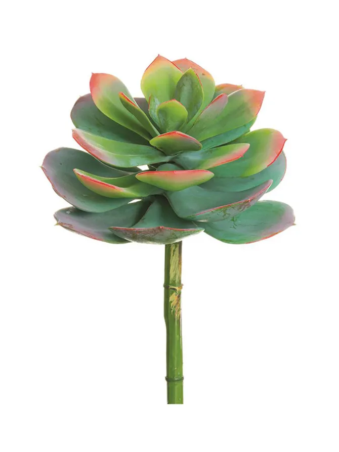 echeveria_spray__in_green_0.webp Echeveria Spray 10 in. Green/Pink