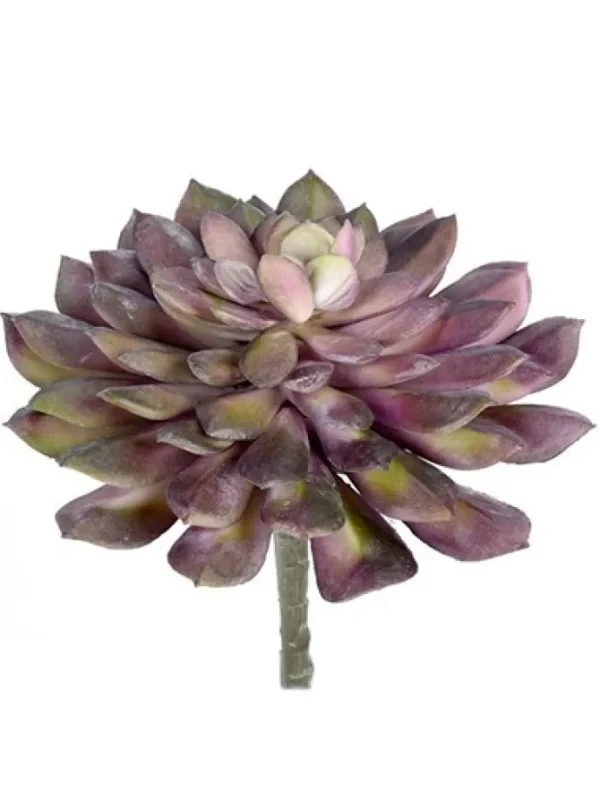 Echeveria Succulent 6 in. Purple / Green