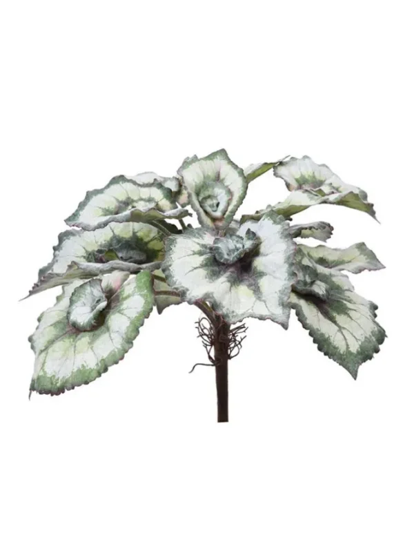 Escargot Begonia Leaves 15 in. White/Green
