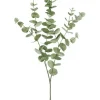 Eucalyptus 40 in. Green