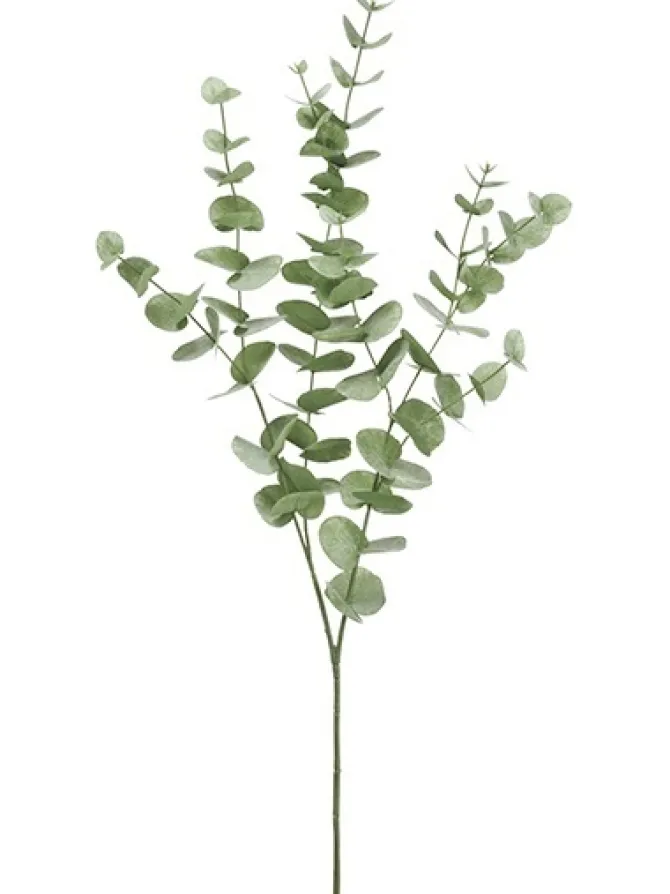 eucalyptus__in_green_0.webp Eucalyptus 40 in. Green