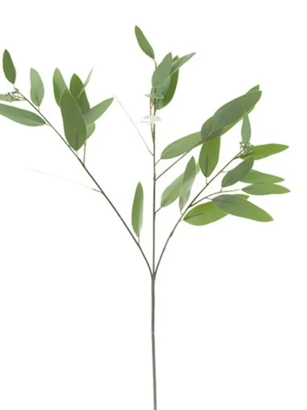 Eucalyptus Long Leaf 34 in.