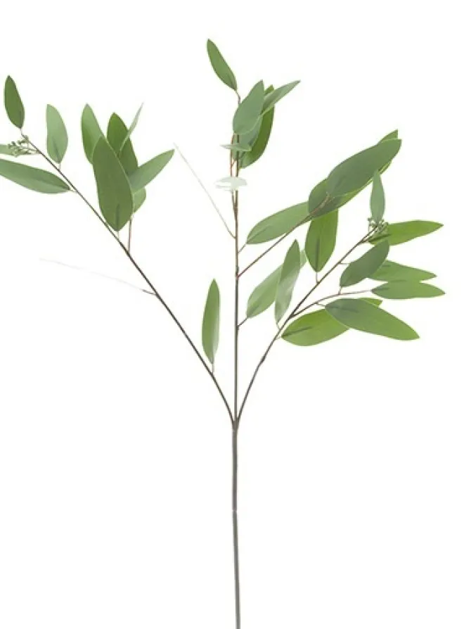 eucalyptus_long_leaf__in_0.webp Eucalyptus Long Leaf 34 in.