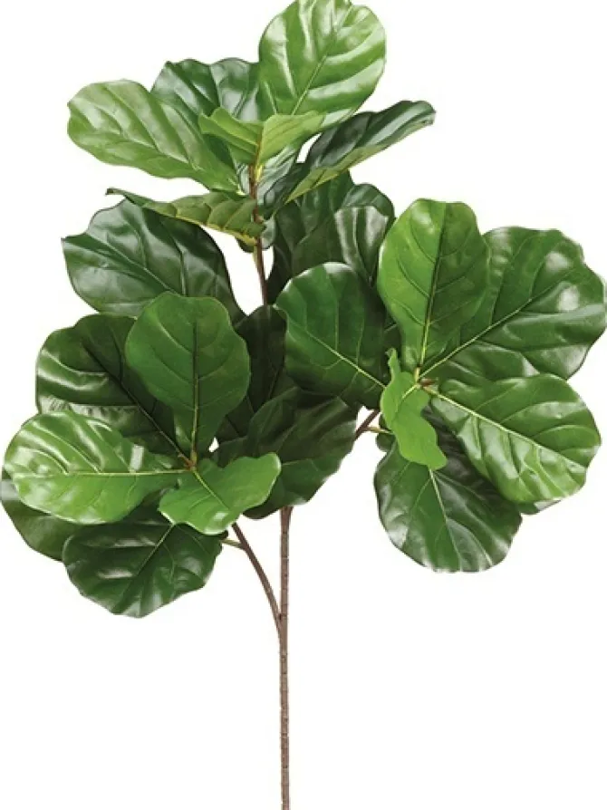 fiddle_leaf__in_dark_gree_0.webp Fiddle Leaf 34 in. Dark Green