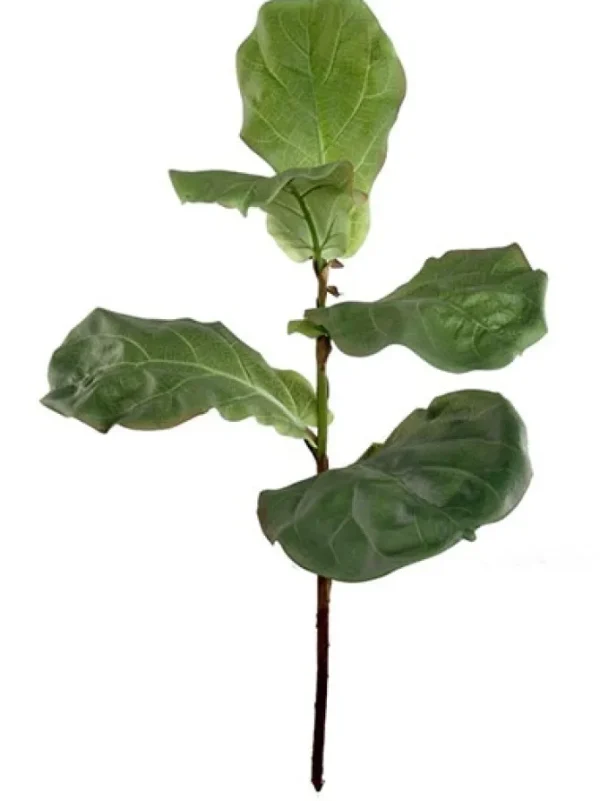 Fiddle Leaf Branch 36 in.