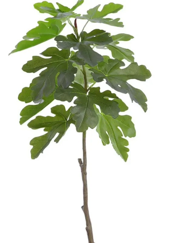 Fig Leaf Branch 41 in. Green