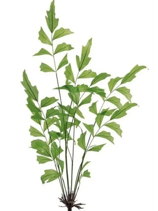Fishtail Palm 42 in. Green