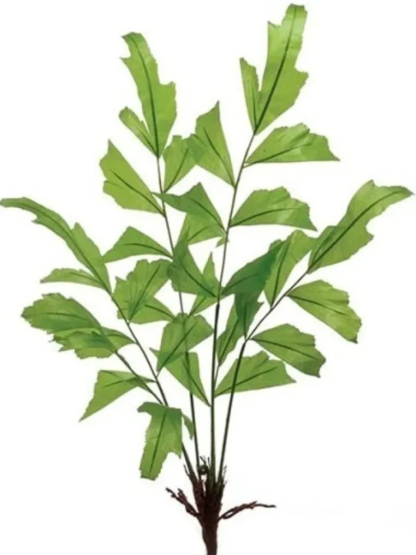Fishtail Palm 31 in. Green