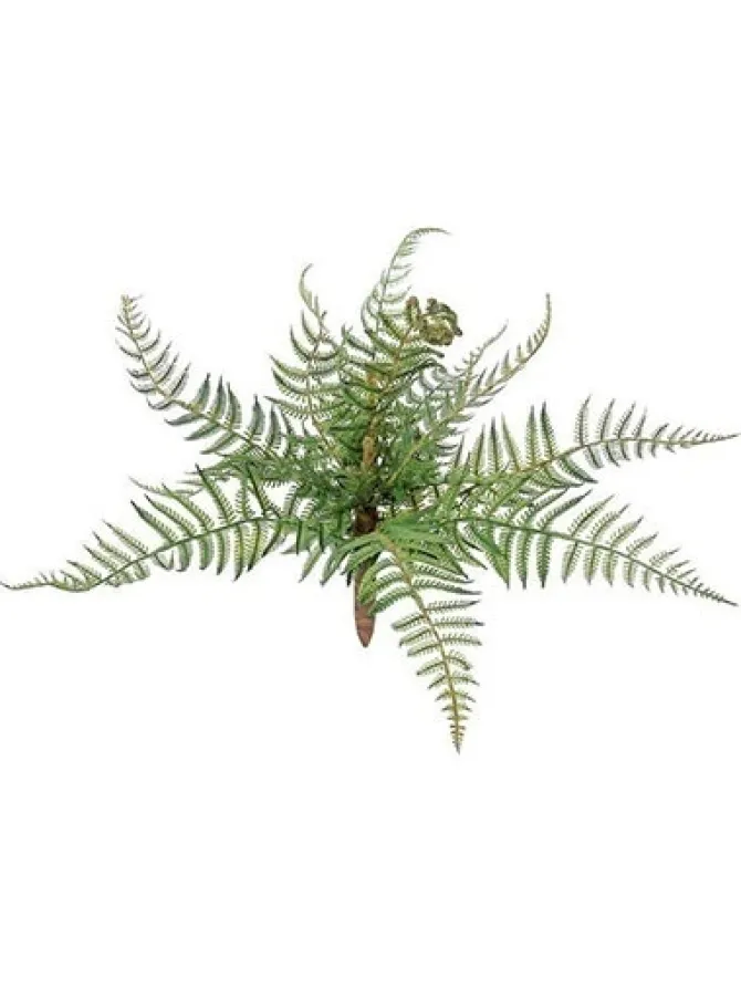 forest_fern__in_0.webp Forest Fern 12 in.