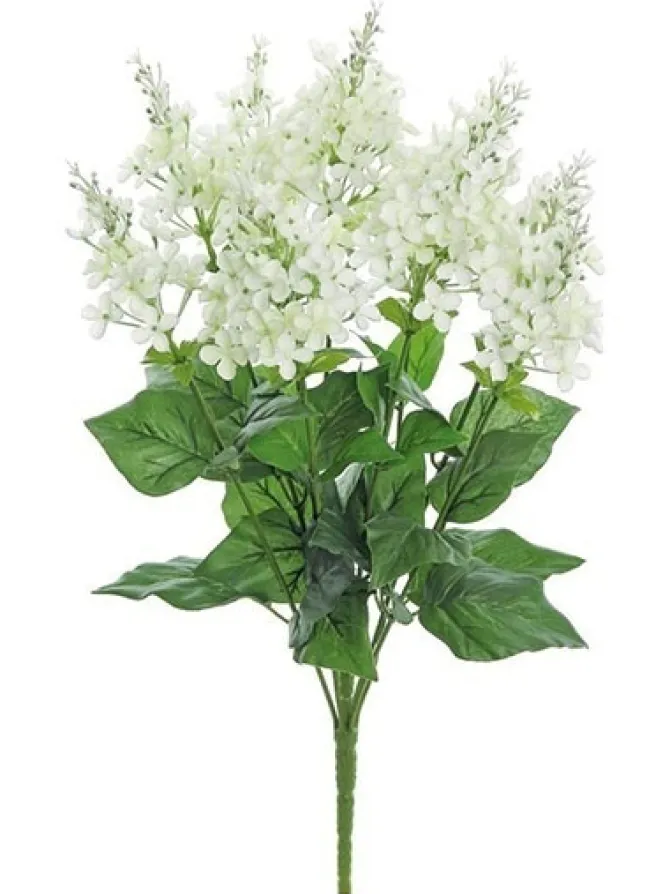 garden_lilac_bush__in_cre_0.webp Garden Lilac Bush 21 in. Cream / White
