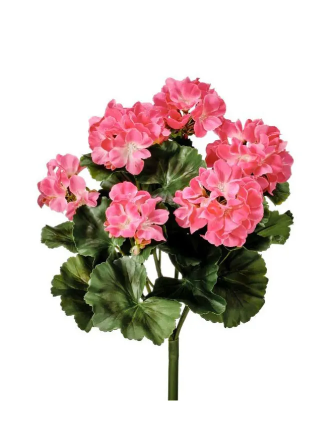geranium_bush__in_pink_0.webp Geranium Bush 17 in. Pink