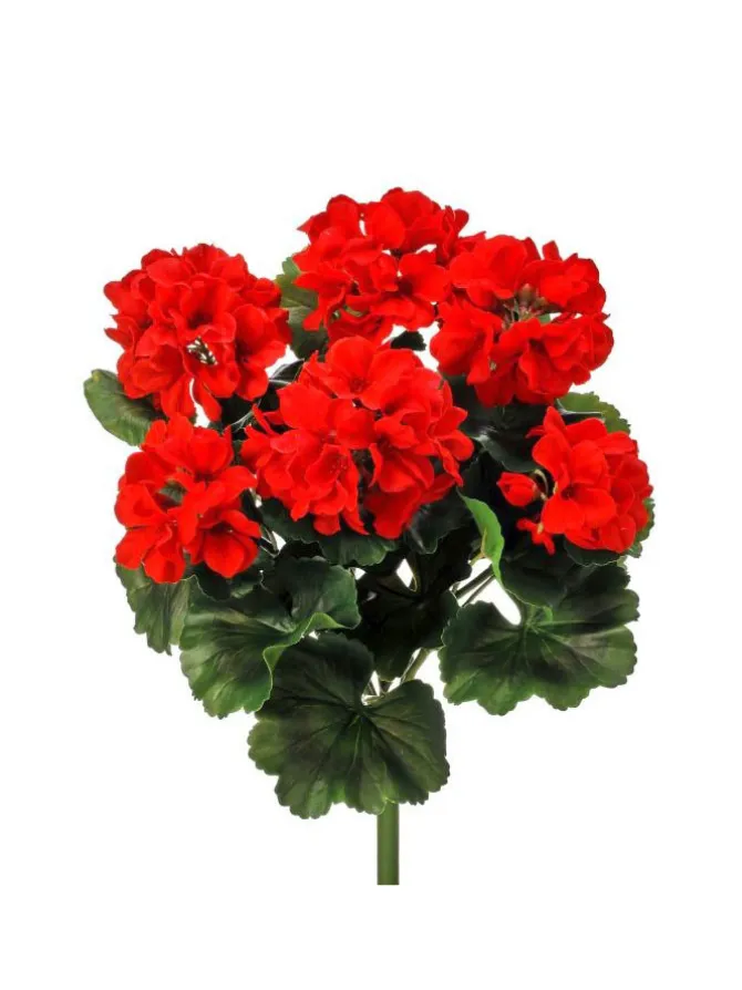 geranium_bush__in_red_0.webp Geranium Bush 17 in. Red