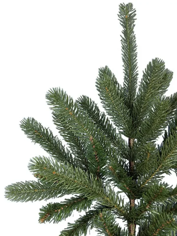 Grand Spruce LED 12 Feet