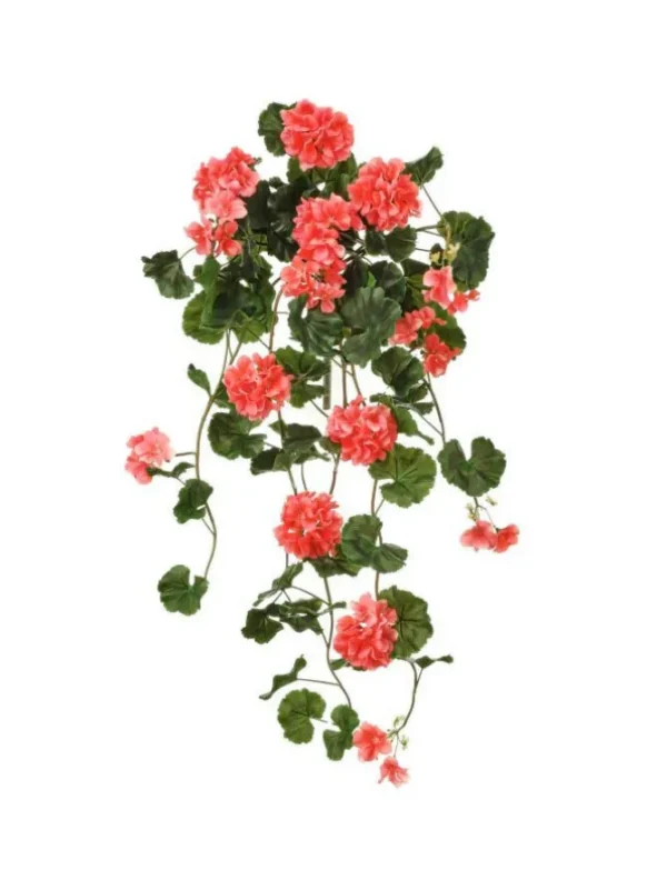 Hanging Geranium Plant 36 in. Salmon