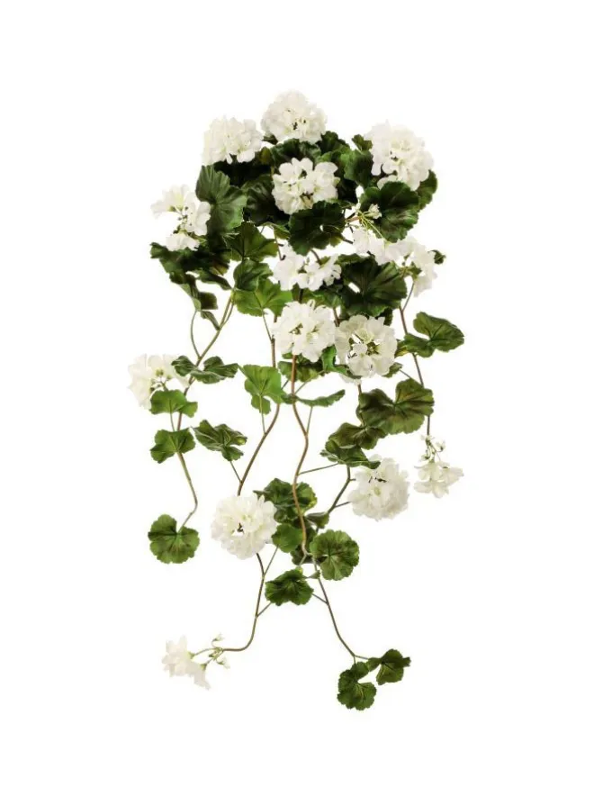 hanging_geranium_plant__i_0.webp Hanging Geranium Plant 36 in. White