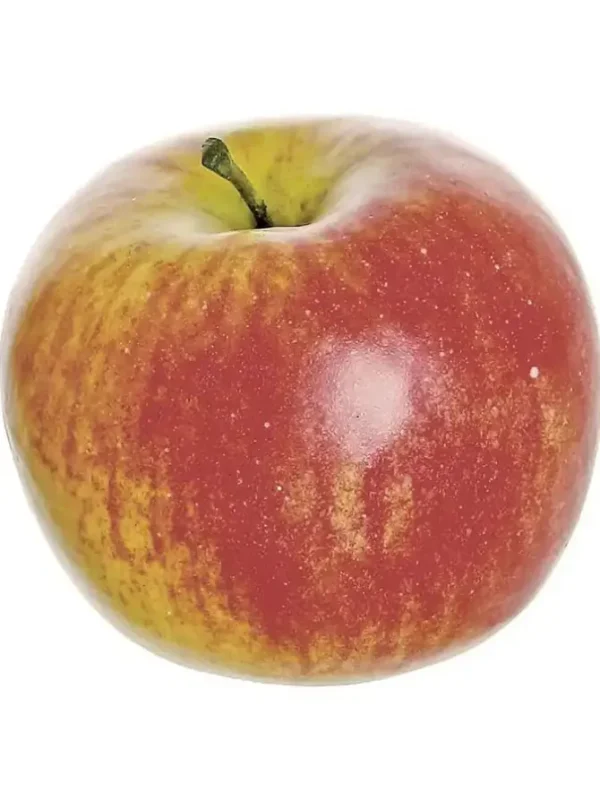 Honeycrisp Apple 4 in. Red