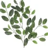 Hoya Hanging Spray 34 in.