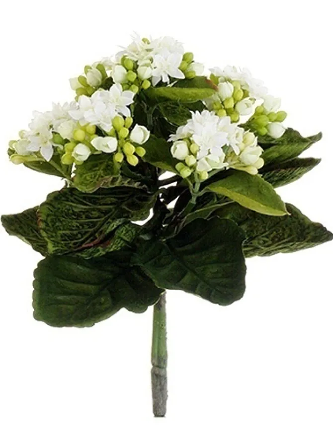 kalanchoe_bush__in_white_0.webp Kalanchoe Bush 9 in. White