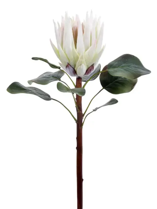 King Protea 23.5 in. White