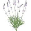 Lavender Bush 14 in.