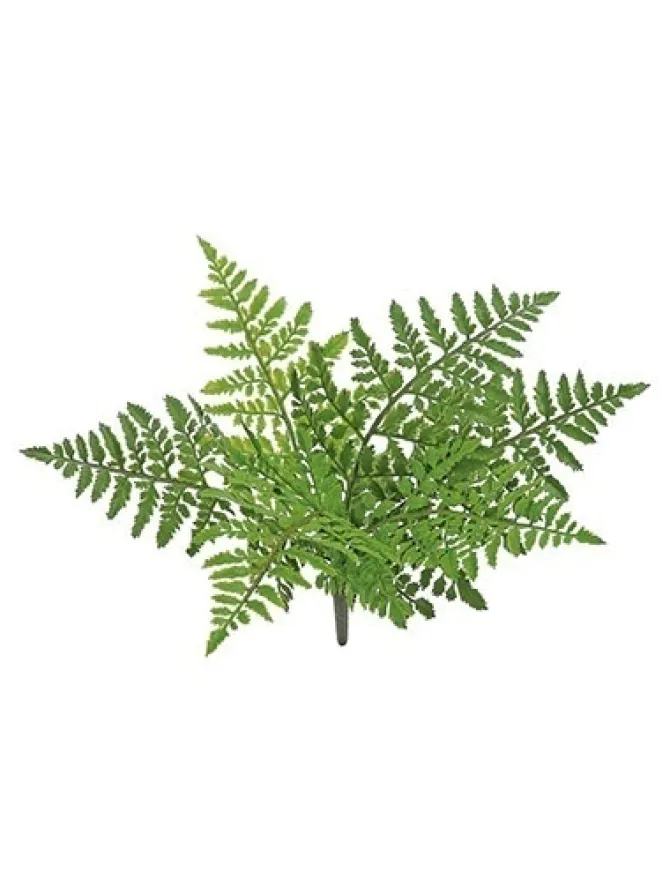 leather_fern_bush__in_0.webp Leather Fern Bush 14 in.
