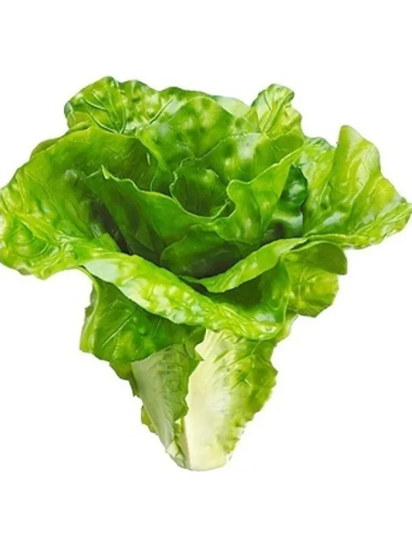 Lettuce 6 in. Green