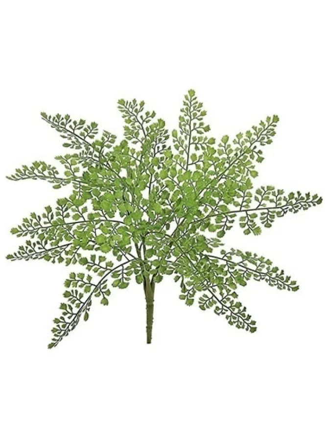 maidenhair_bush__in_0.webp Maidenhair Bush 18 in.
