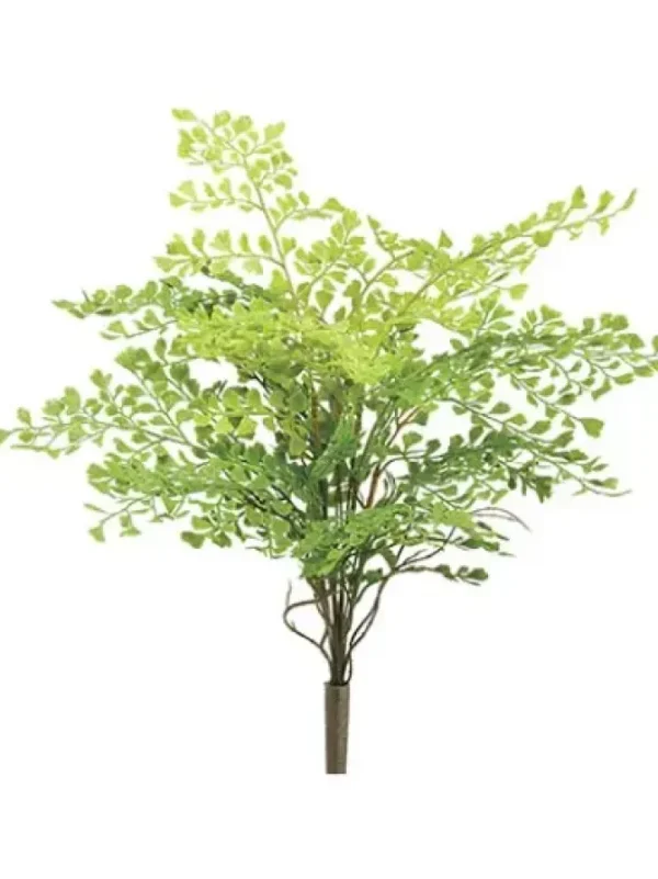 Maidenhair Fern 18 in.