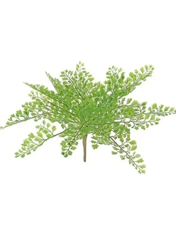 Maidenhair Fern 11 in. Green