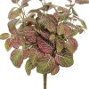 Mini Fittonia Bush 16 in. Red / Green