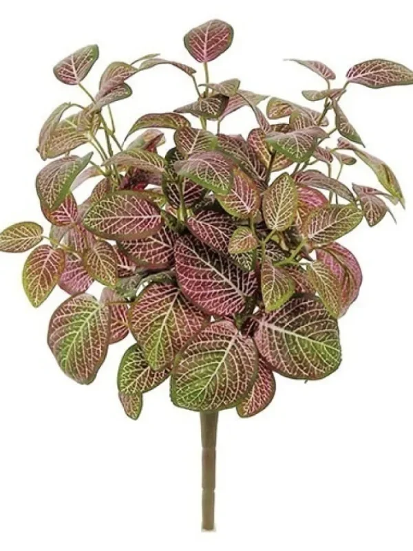 Mini Fittonia Bush 16 in. Red / Green