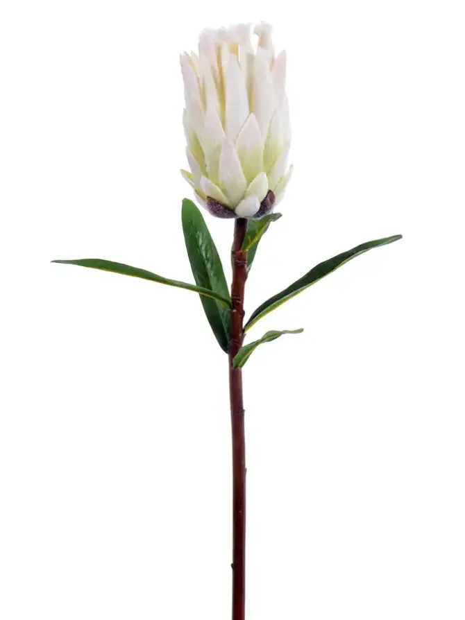 mink_protea__in_white_0.webp Mink Protea 29 in. White