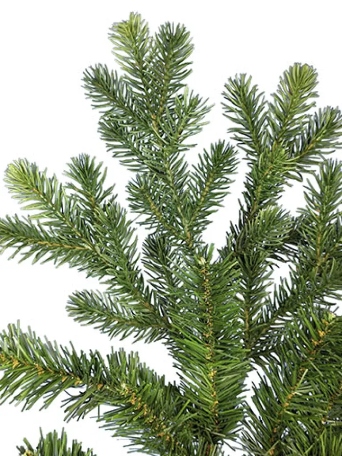 mountain_fir_led__ft_1-1.webp Mountain Fir LED 5 FT