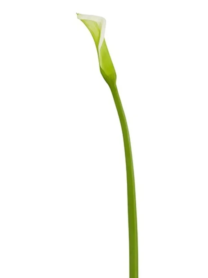 natural_touch_calla_lily__0.webp Natural Touch Calla Lily Bud 28 in. Light Green