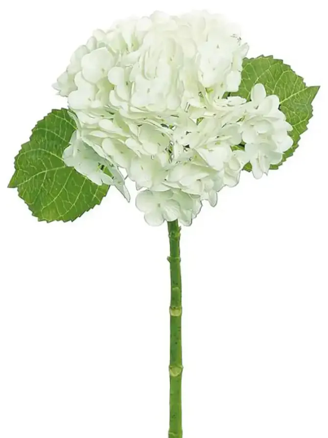 natural_touch_hydrangea___0-3.webp Natural Touch Hydrangea 20 in. White