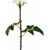 Natural Touch Rose Dutchess Bud 20.5 in. Cream