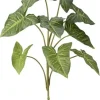 Nephthytis Plant 32 in.