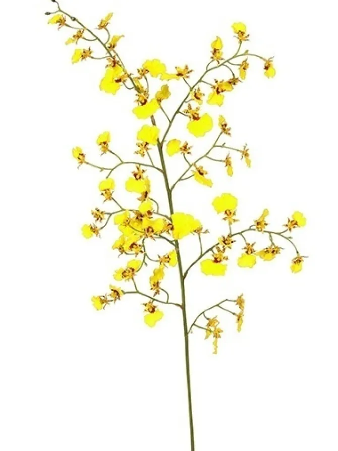 oncidium_orchid__in_yello_0.webp Oncidium Orchid 36.5 in. Yellow