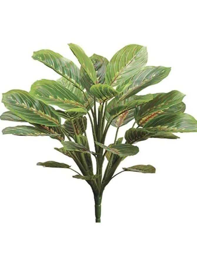 peacock_plant__in_green___0.webp Peacock Plant 19 in. Green / Mauve