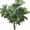 Peperomia Bush 20 in. Green