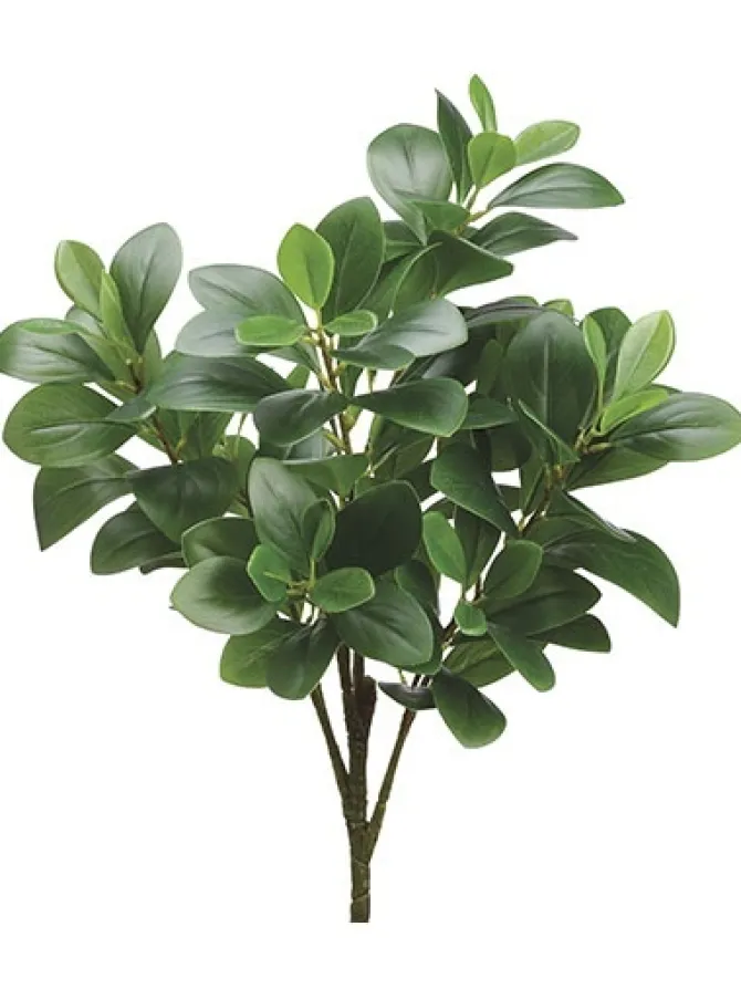 peperomia_bush__in_green_0.webp Peperomia Bush 20 in. Green