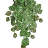 Peperomia Vine 25 in. Sage / Burgundy