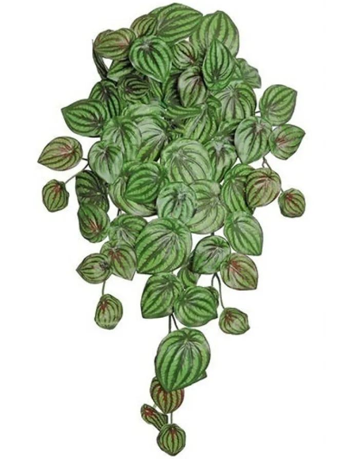 peperomia_vine__in_sage___0.webp Peperomia Vine 25 in. Sage / Burgundy