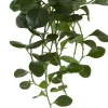 Pepperomia Bush 24 in. Dark Green