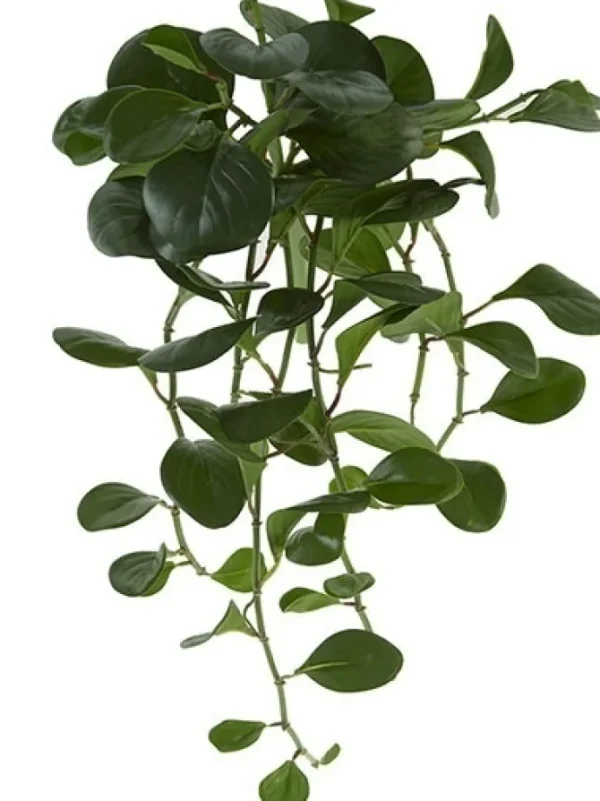 Pepperomia Bush 24 in. Dark Green