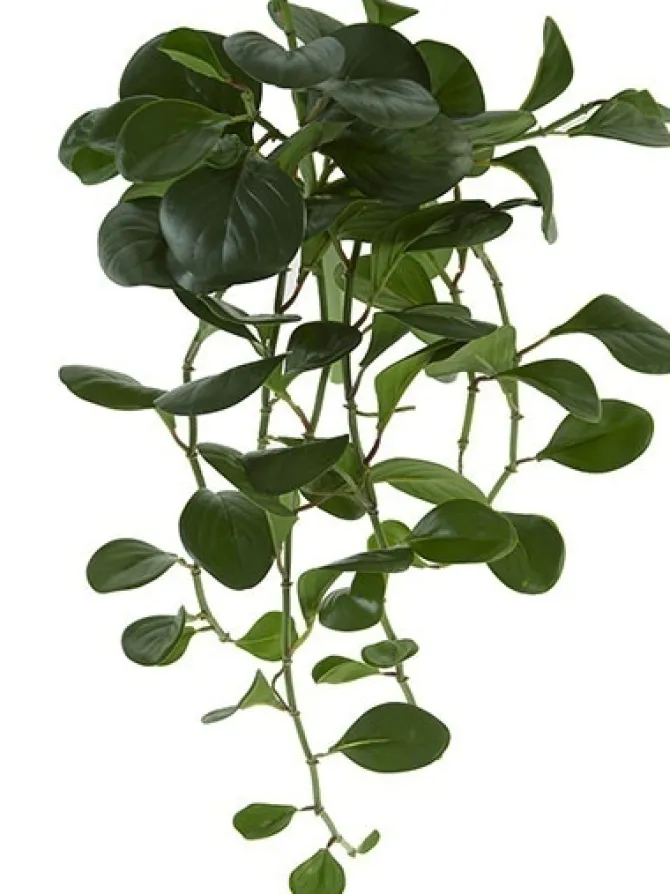 pepperomia_bush__in_dark__0-1.webp Pepperomia Bush 24 in. Dark Green