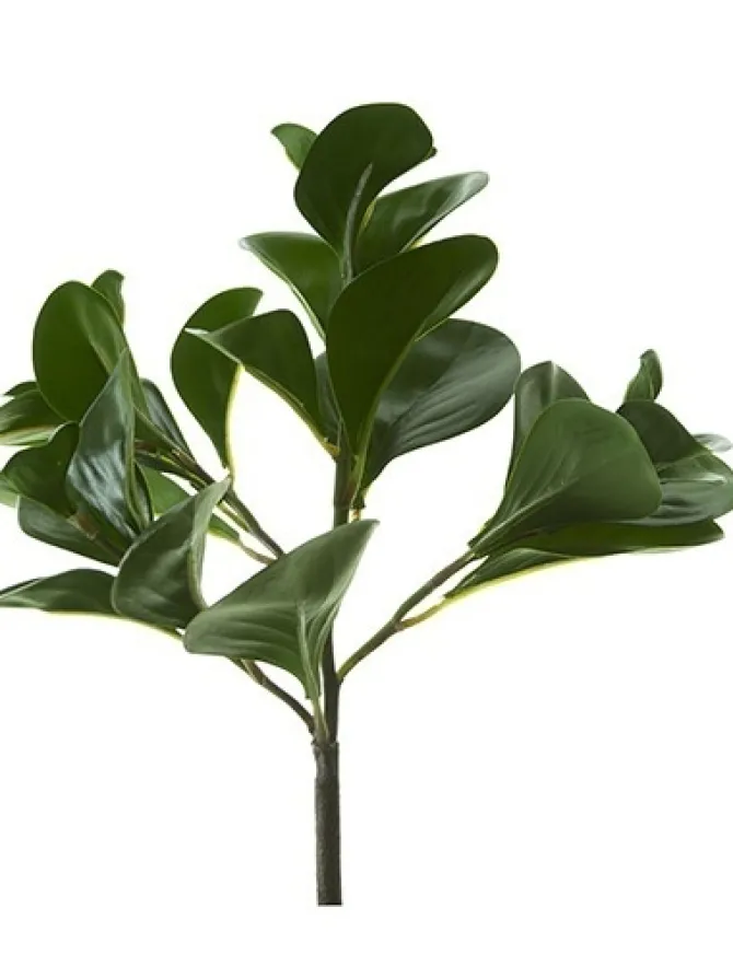 pepperomia_bush__in_dark__0.webp Pepperomia Bush 12 in. Dark Green