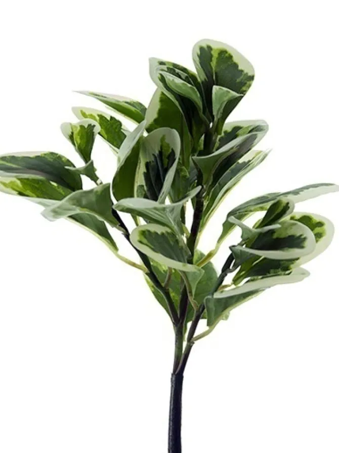 pepperomia_bush__in_green_0.webp Pepperomia Bush 12 in. Green / White