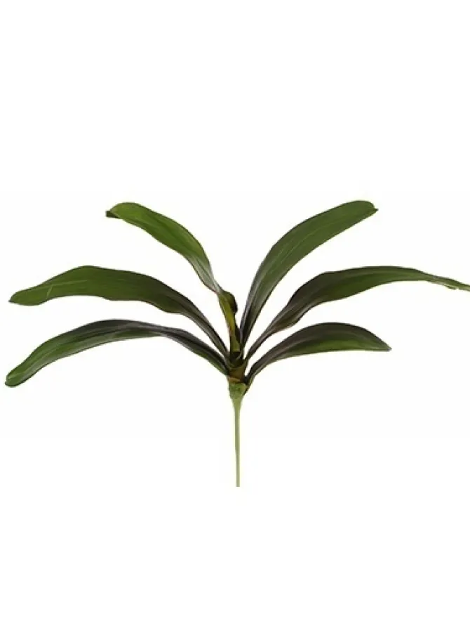 phalaenopsis_foliage__in_0-1.webp Phalaenopsis Foliage 18 in.