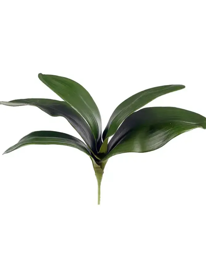 phalaenopsis_foliage__in_0.webp Phalaenopsis Foliage 11 in.